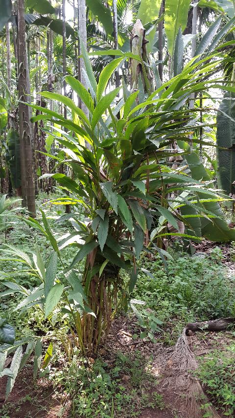 Sahakari Spice Farm - Download Goa Photos